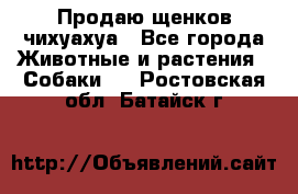 Продаю щенков чихуахуа - Все города Животные и растения » Собаки   . Ростовская обл.,Батайск г.